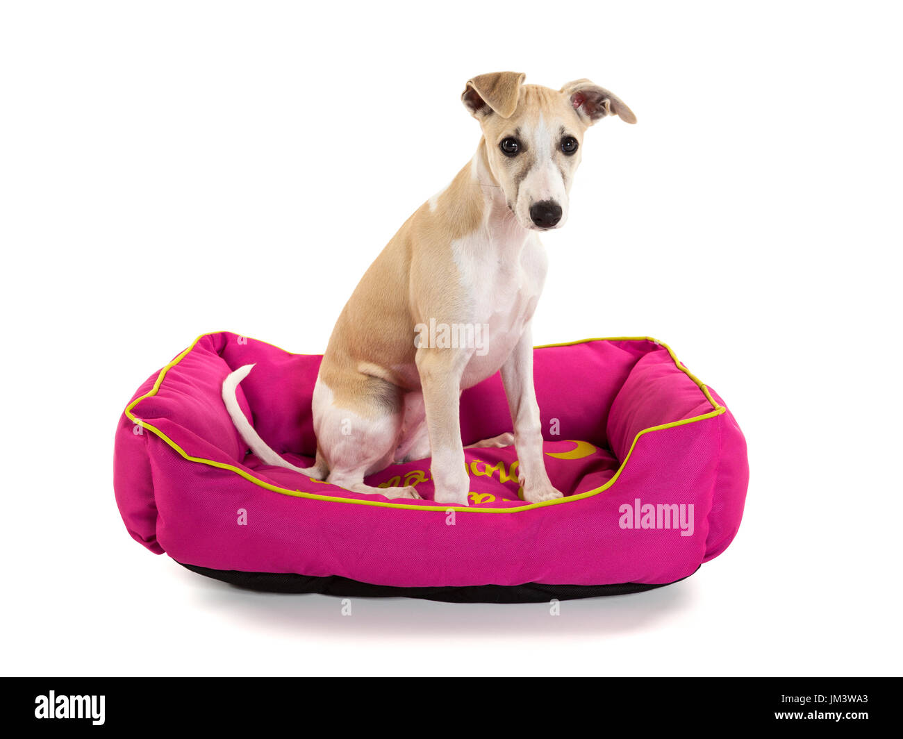 Carino Il whippet cucciolo seduto nel suo cane rosa bed isolati su sfondo bianco Foto Stock