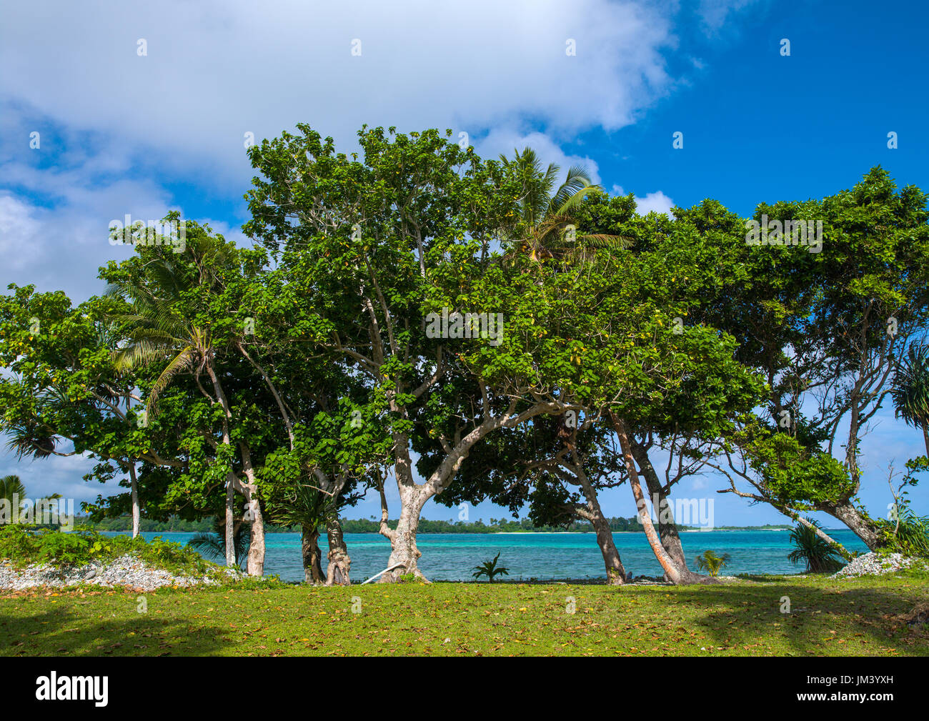 Gli alberi che si affaccia sul mare, provincia di Shefa, isola di Efate, Vanuatu Foto Stock