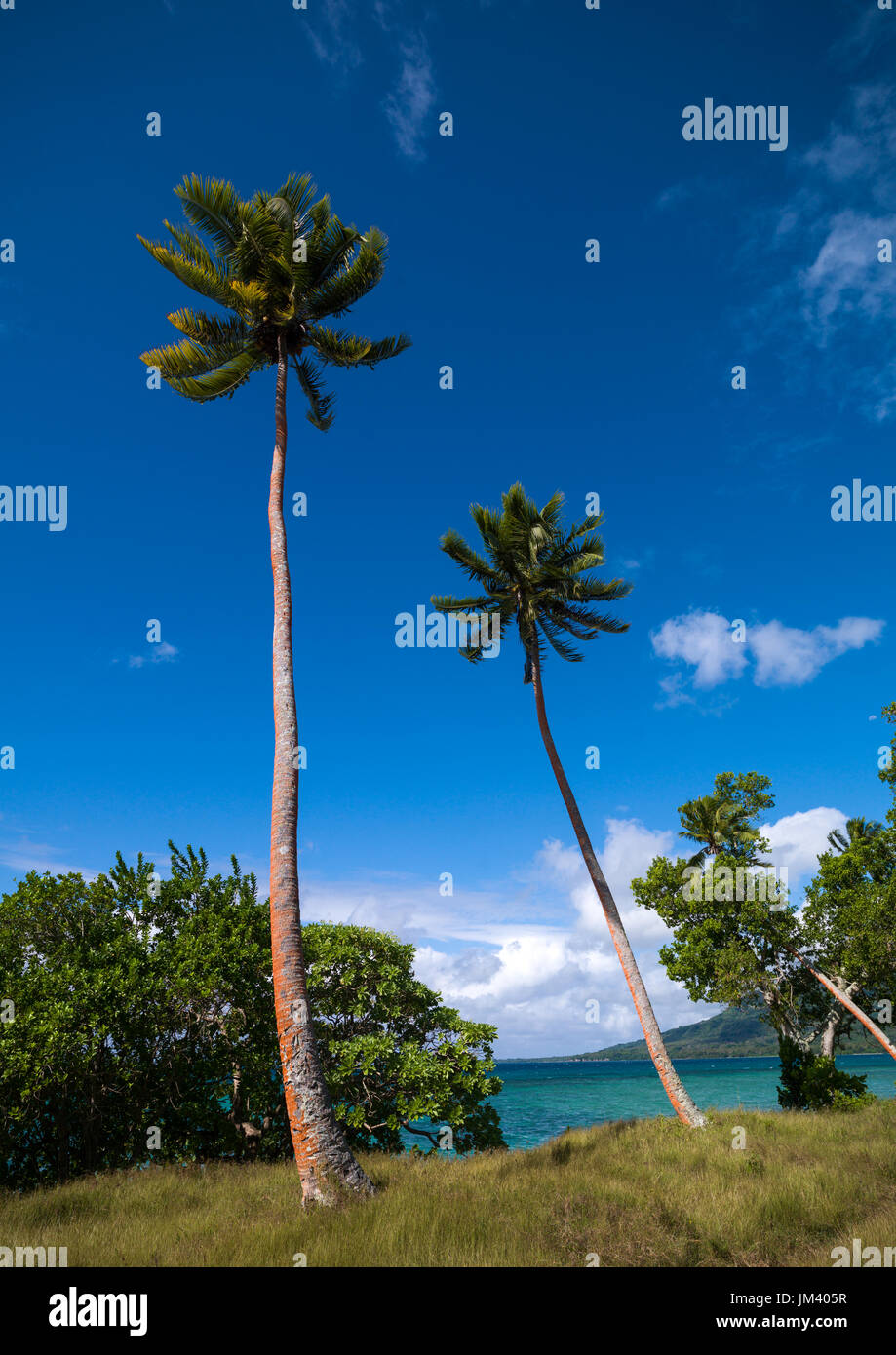 Alberi Cocounts su una spiaggia, Shefa Provincia, isola di Efate, Vanuatu Foto Stock
