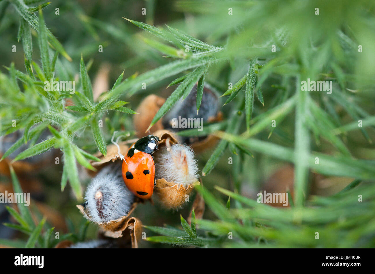 Un vicino l immagine di un 7 posto coccinella, Coccinella septempunctata, tra le ginestre gemme, Ulex Europaeus a Heysham Riserva Naturale, Lancashire, Inghilterra. Foto Stock