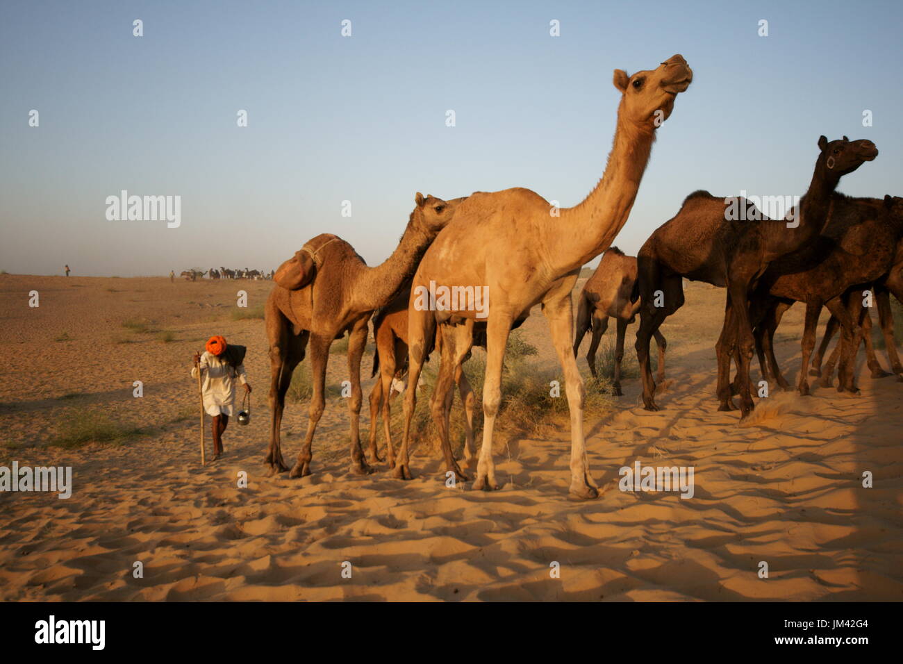 Camel herder guida un gruppo di cammelli nel deserto dopo aver frequentato l'annuale Fiera di Pushkar nel Rajasthan, India. Foto Stock