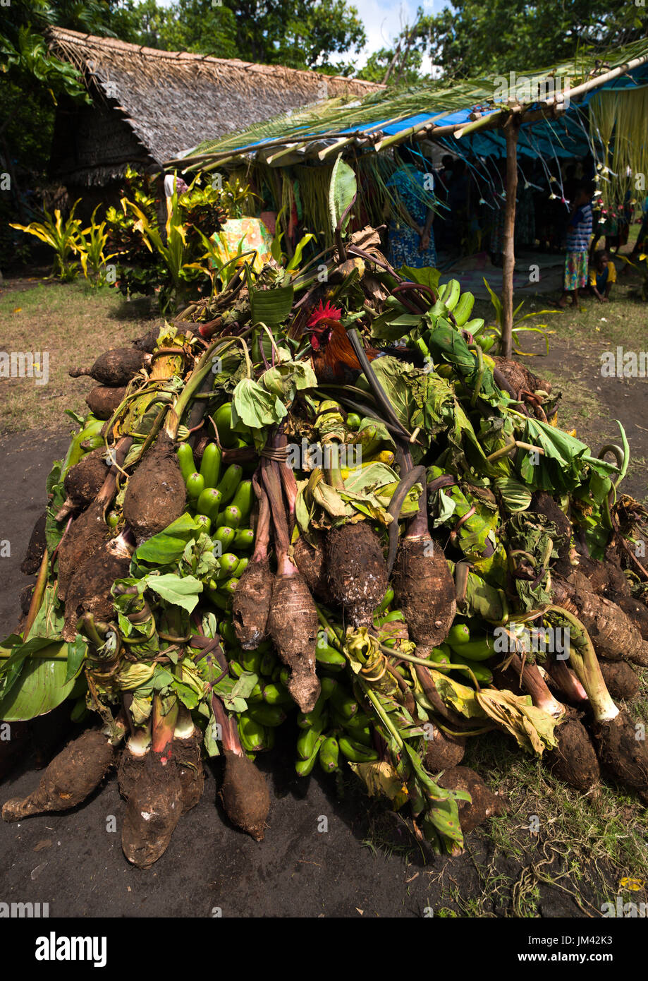 Filati radici gallo e offerti come doni per un matrimonio tradizionale, Malampa Provincia, Ambrym island, Vanuatu Foto Stock