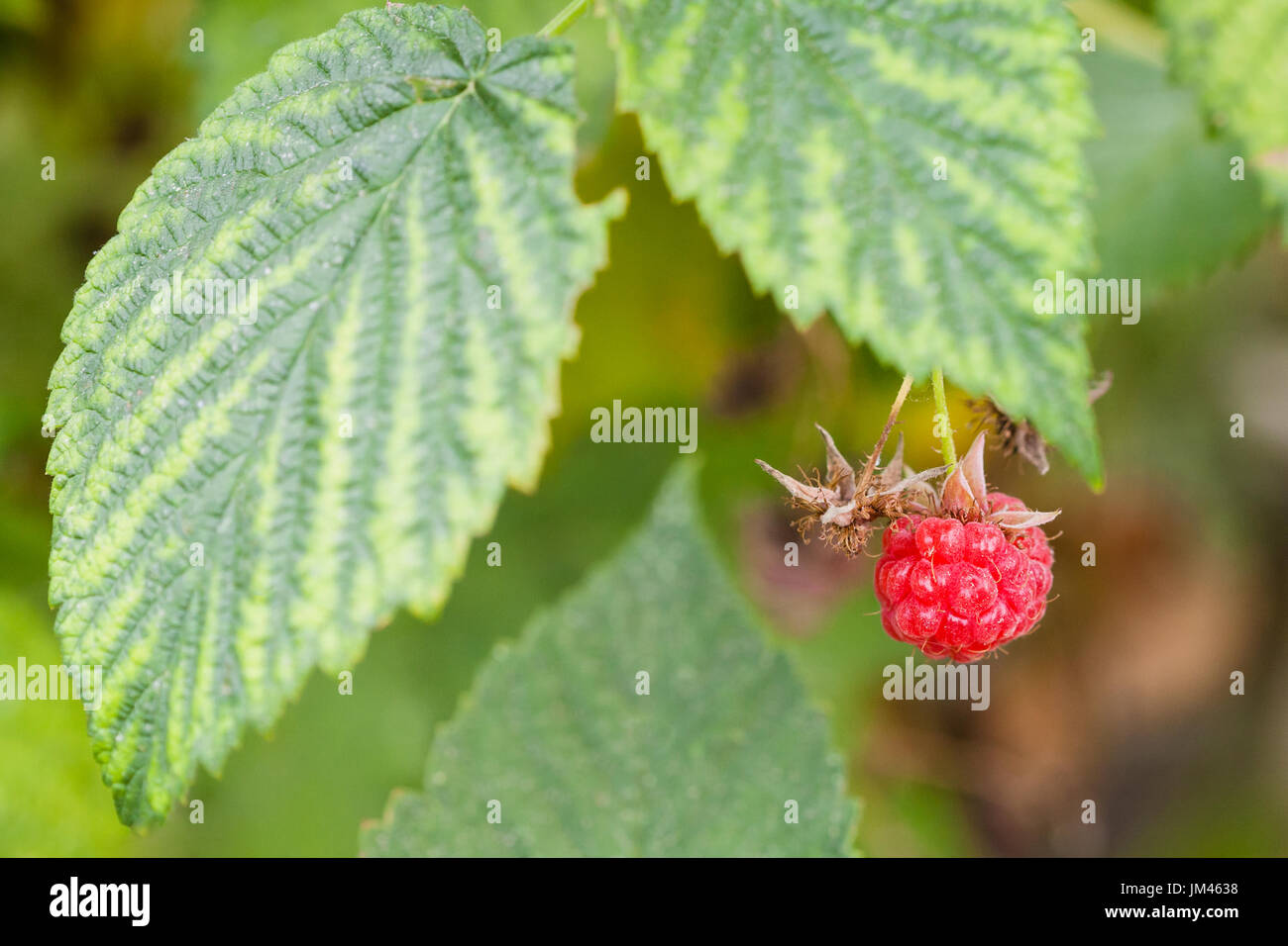 Bacche mature di rosso lampone sulla boccola stretta fino nella stagione estiva nella Regione Krasnodar della Russia Foto Stock