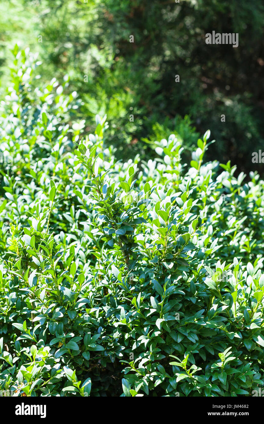 Verde naturale lo sfondo da un cespuglio di bosso e Thuja albero nella stagione estiva nella Regione Krasnodar della Russia Foto Stock