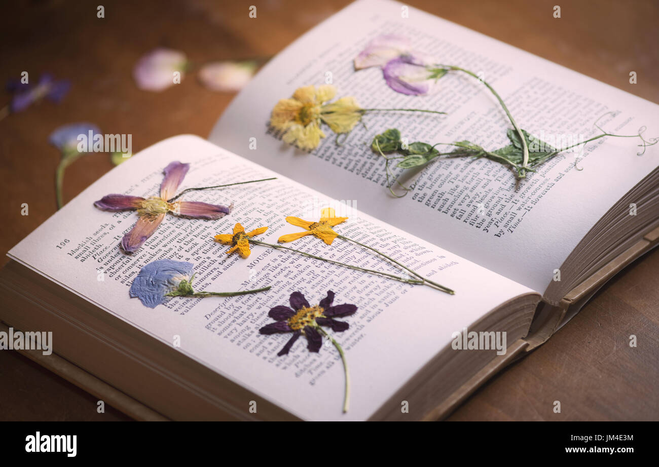 Premuto fiori secchi in un libro su un tavolo di legno. Regno Unito Foto Stock