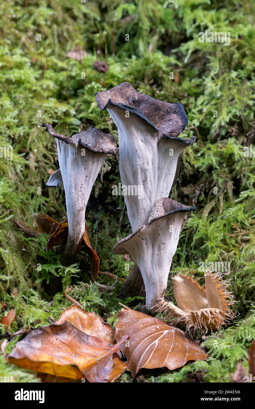Craterellus cornucopioides, o corno dell'Abbondanza, un fungo commestibile o toadstool, in MOSS Foto Stock