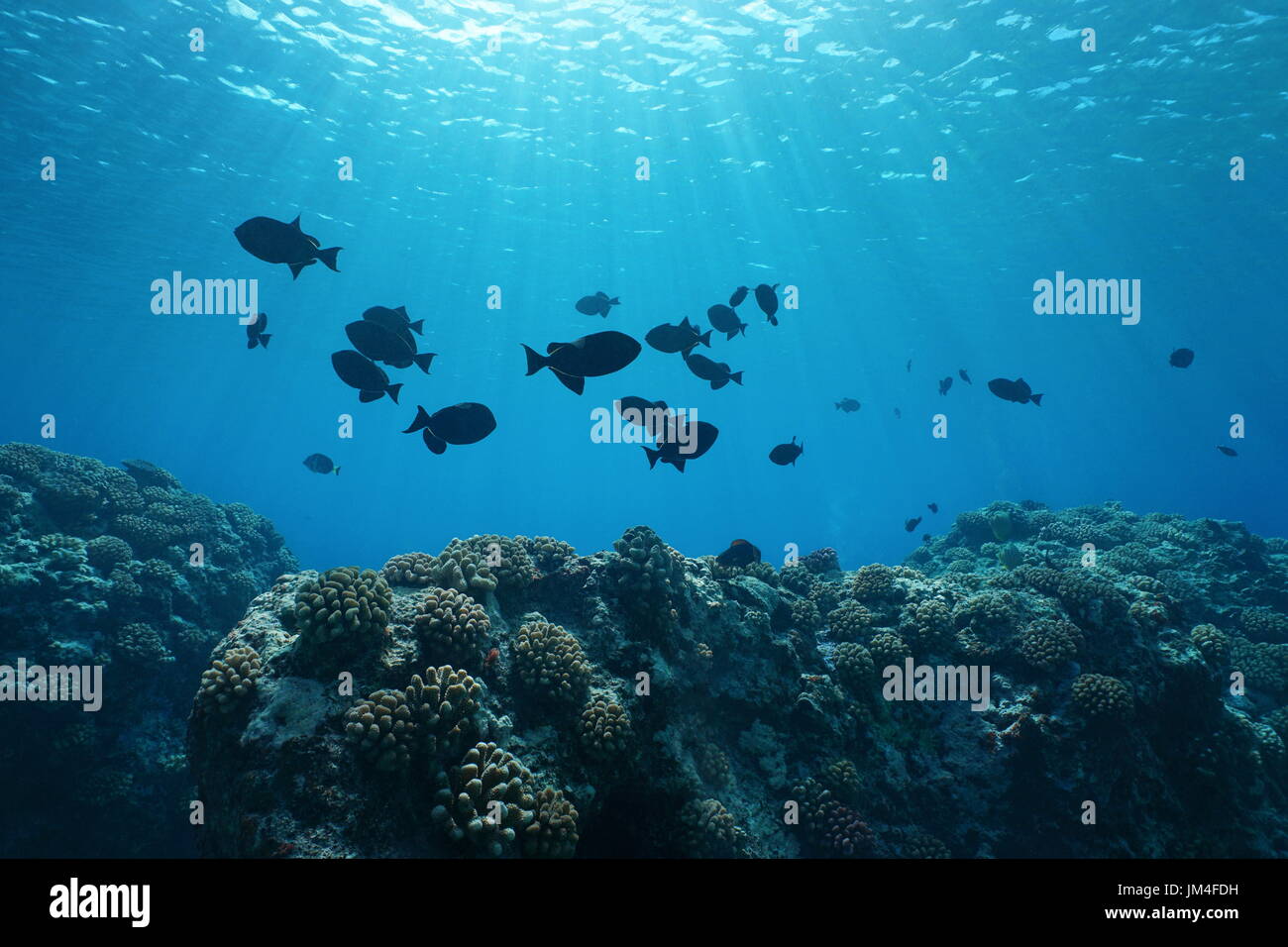 Coral reef con pesci tropicali e la luce del sole attraverso la superficie del mare, naturali scena subacquea nell'Oceano Pacifico, Huahine isola, Polinesia Francese Foto Stock