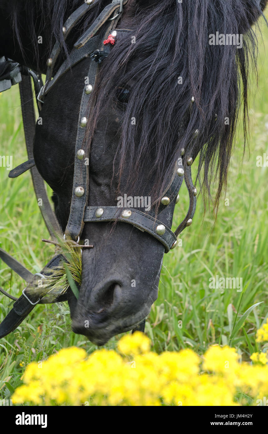 Ritratto naturale di un cavallo che mangia erba. Foto Stock