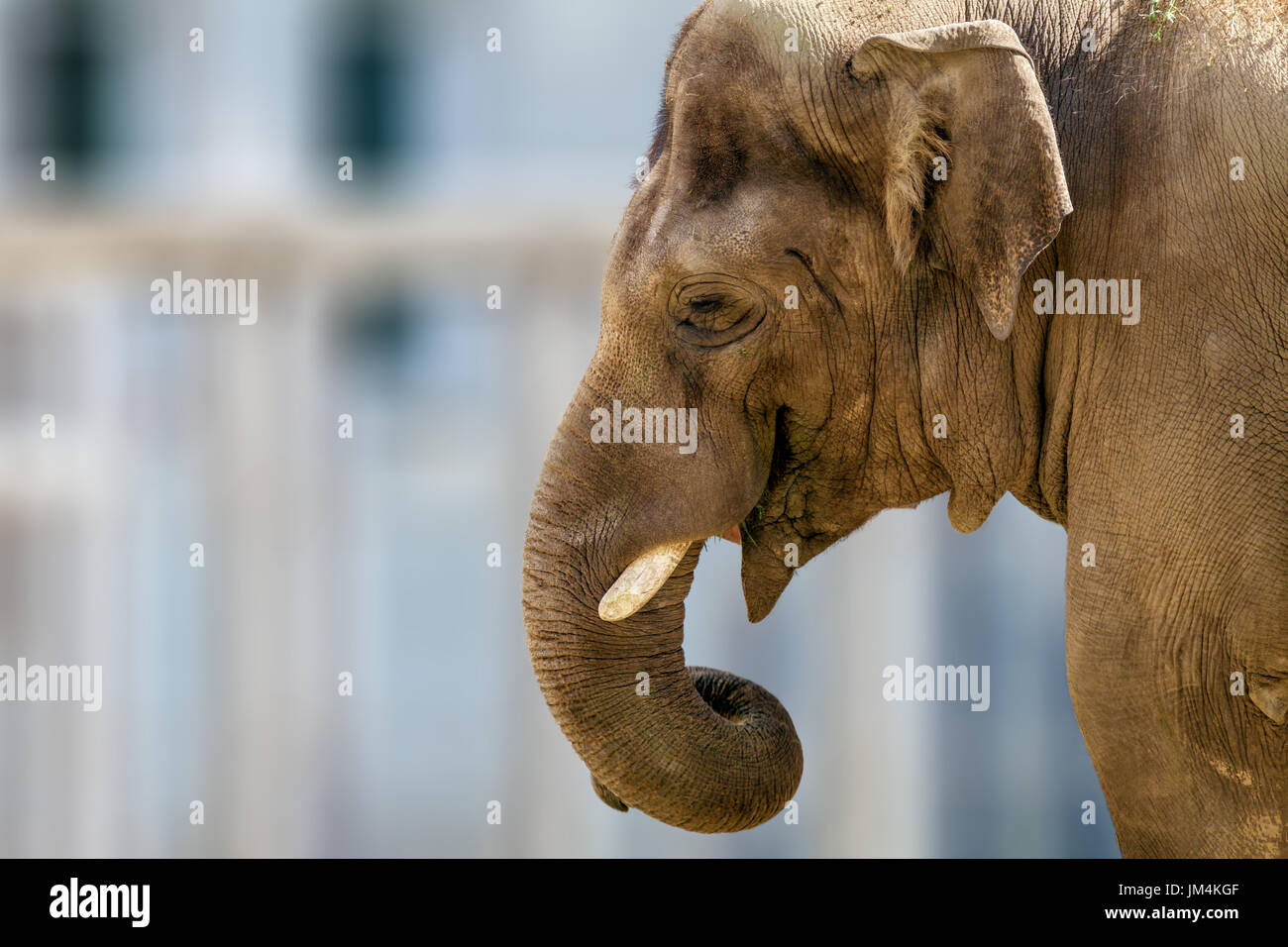Immagine della testa di un animale di grandi dimensioni elefante in zoo Foto Stock