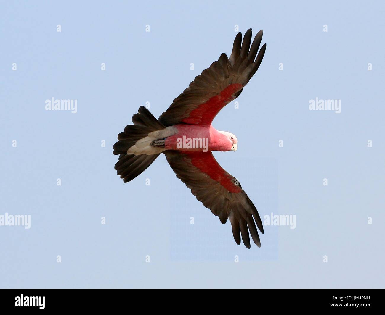 Australian Rose breasted Cockatoo o Galah Cockatoo (Eolophus roseicapilla) in volo. Foto Stock