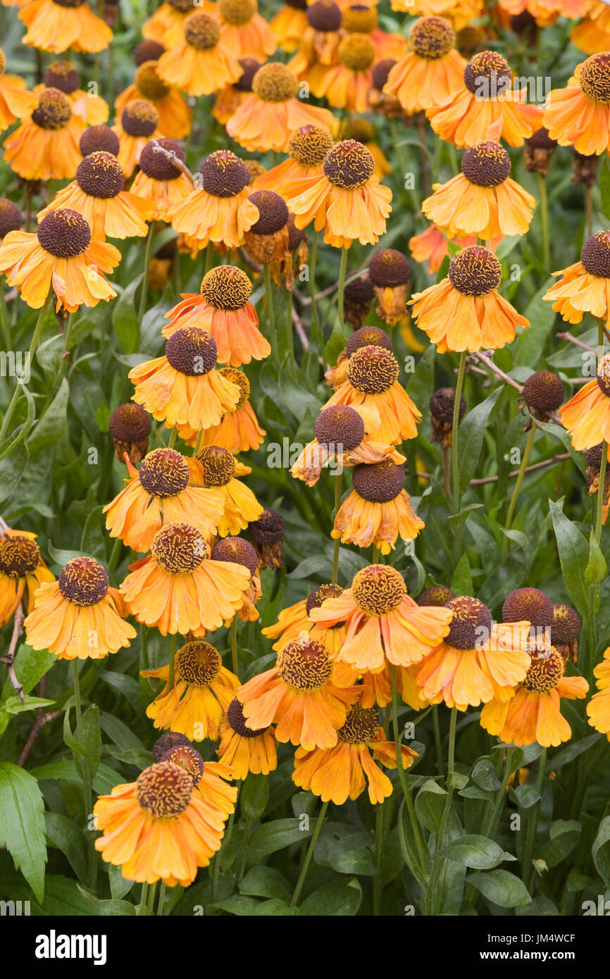 Helenium autumnale, Sneezeweed Foto Stock