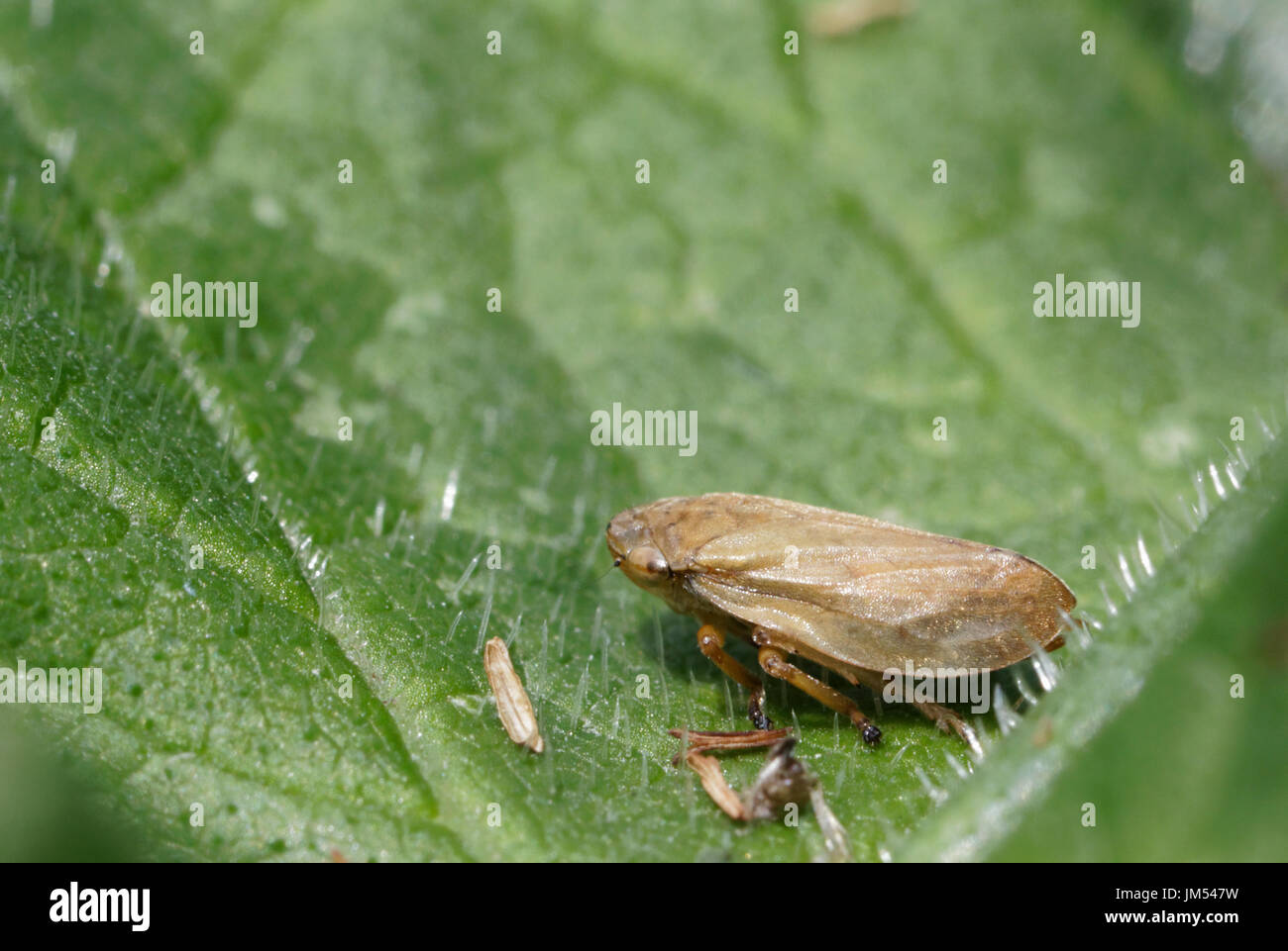 Questo piccolo leafhopper è di circa 4mm di lunghezza Foto Stock