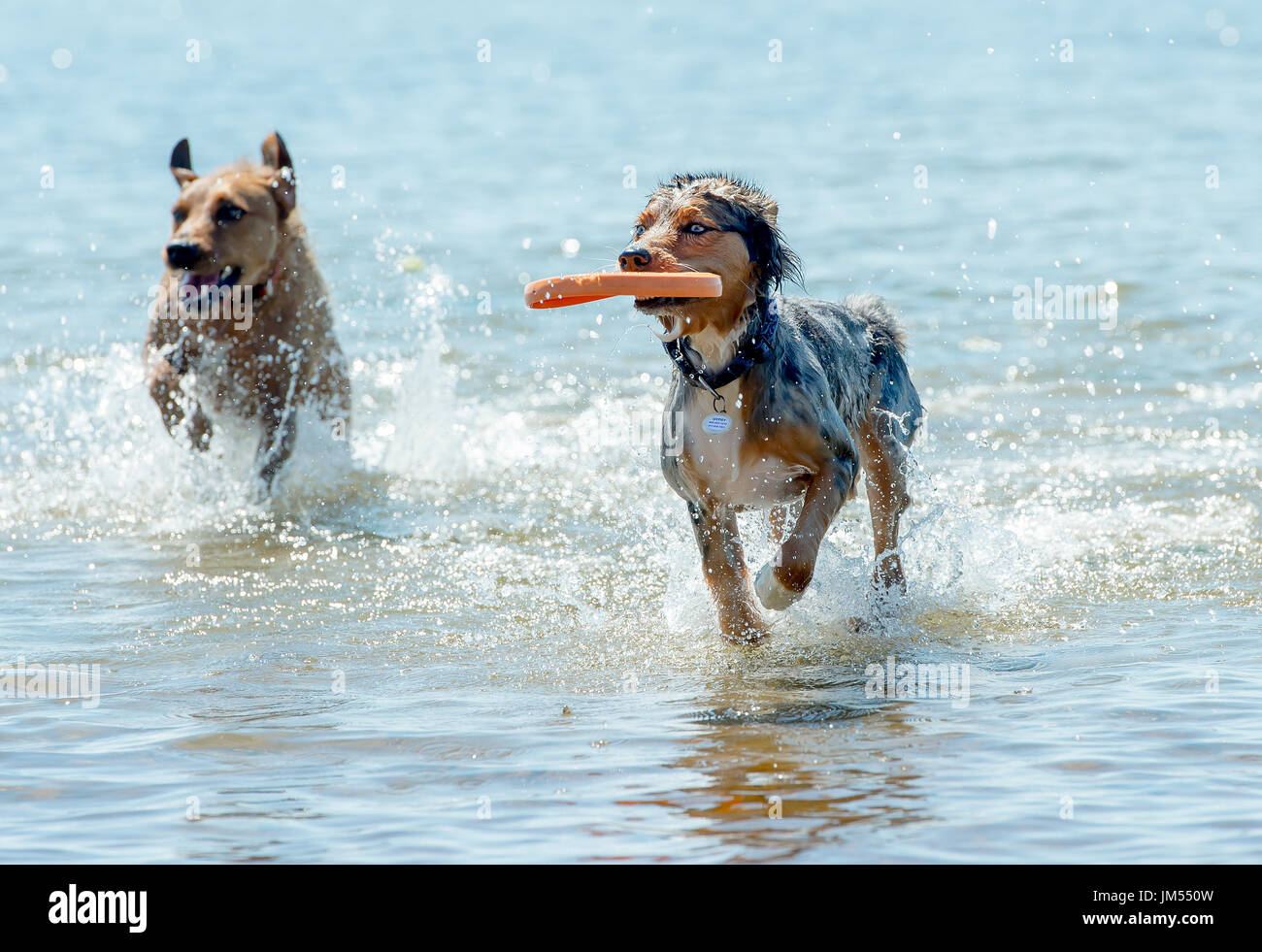 Felice Cani giocando e correre sulla spiaggia in acque poco profonde sulla giornata di sole presso l'oceano a Provincetown, MA Foto Stock