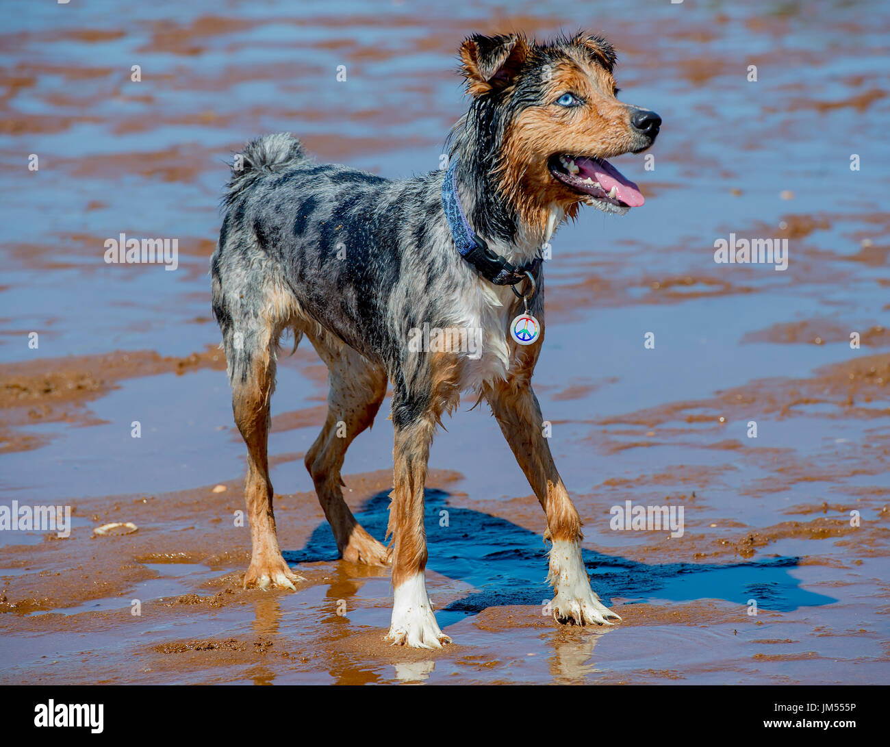 Fantastico blu eyed pastore australiano cane che corre attraverso il fondale basso sulla spiaggia aria intermedia Foto Stock