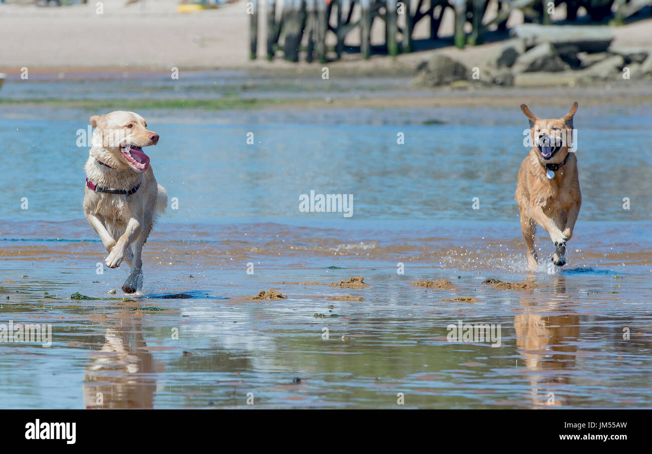 Felice cani running free la riproduzione di scorazzare sulla spiaggia in acqua poco profonda e piacevole Provincetown, MA Foto Stock