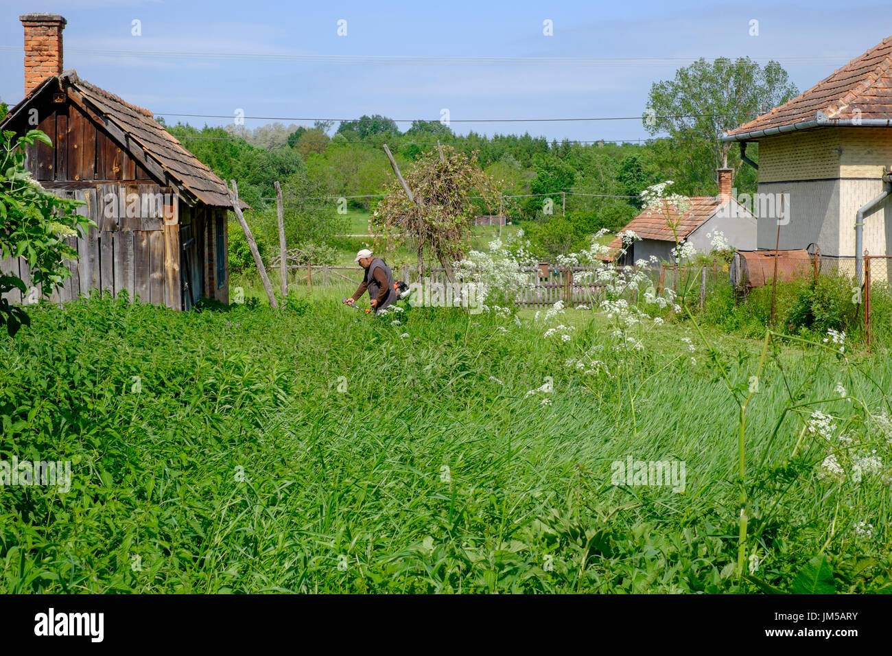 Uomo locale utilizzando un decespugliatore per il taglio di erba lunga nel giardino di una casa rurale in un villaggio in Zala county Ungheria Foto Stock