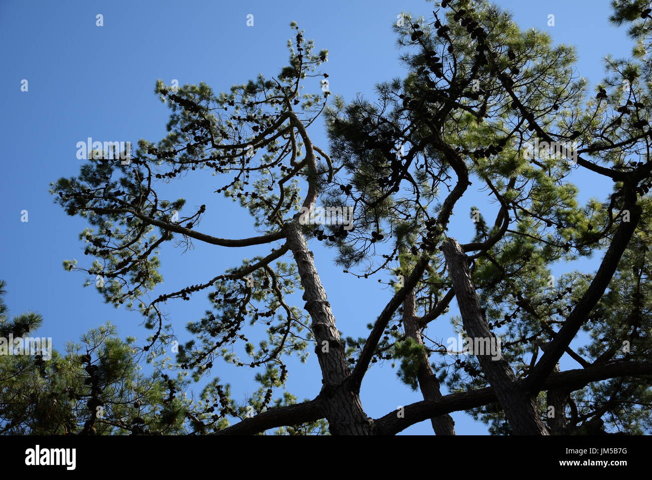 Vista dal basso sul larice (Larix) su uno sfondo di cielo blu Foto Stock