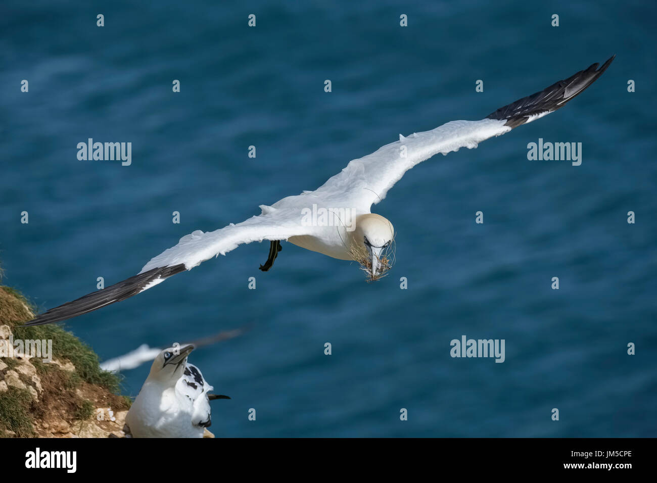 Northern gannet airborne battenti che trasportano materiale di nidificazione nel suo becco, parte del più vasto continente gannet colonia nel Regno Unito presso Bempton Cliffs. Foto Stock