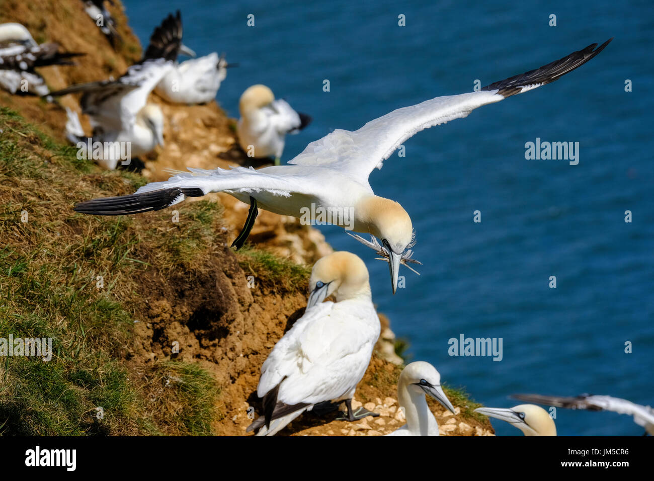 Northern gannet airborne battenti che trasportano materiale di nidificazione nel suo becco, parte del più vasto continente gannet colonia nel Regno Unito presso Bempton Cliffs. Foto Stock