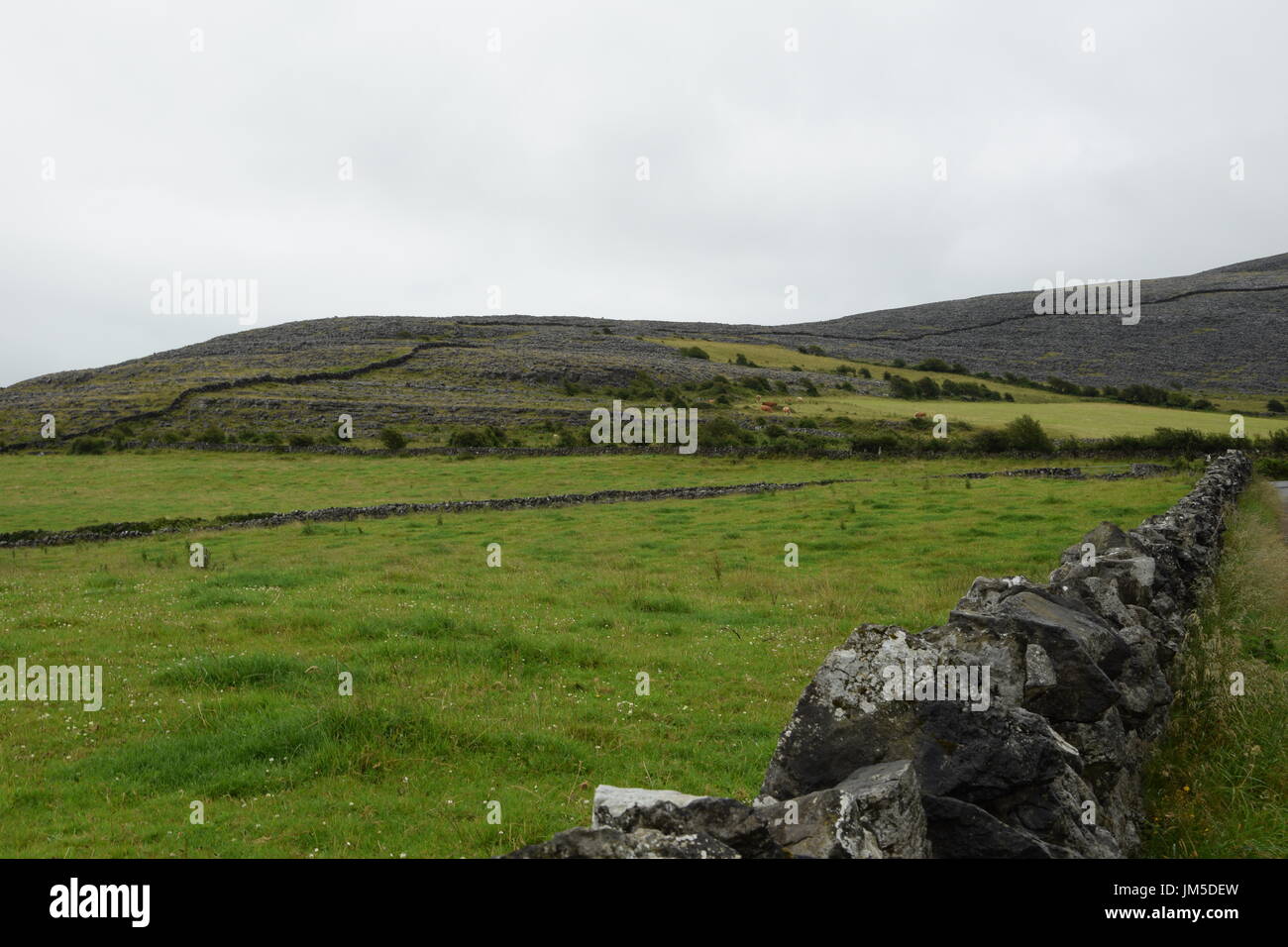 Vista di prati e pascoli contro la collina nella contea di Clare, Irlanda occidentale Foto Stock