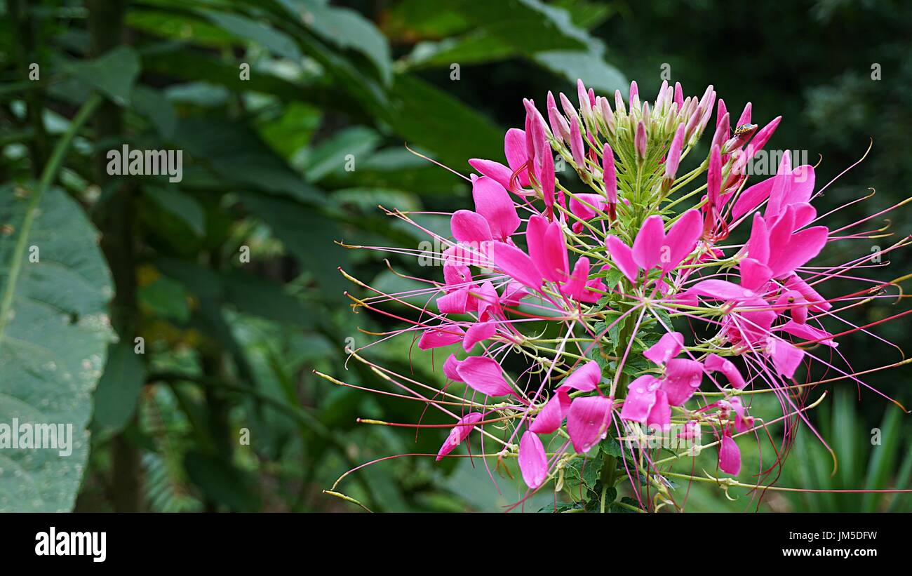 Cleome hassleriana - infiorescenza rosa spider flower Foto Stock