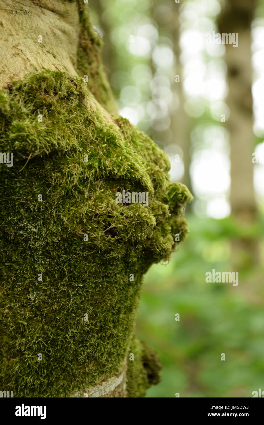 Tronco di albero coperto con moss nei boschi di Irlanda Foto Stock