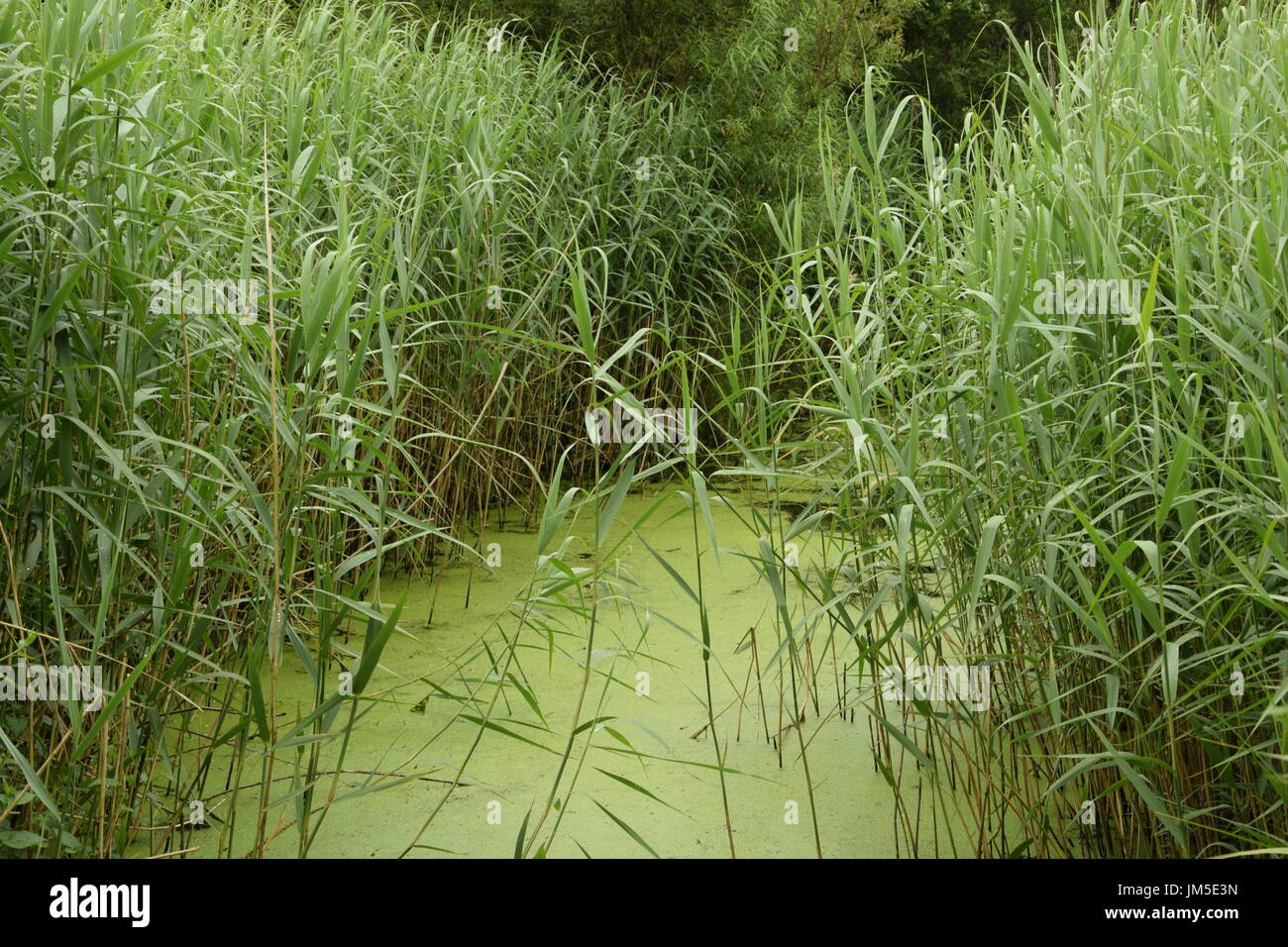 Lakeside erbe con alghe nell ovest Irlanda Foto Stock