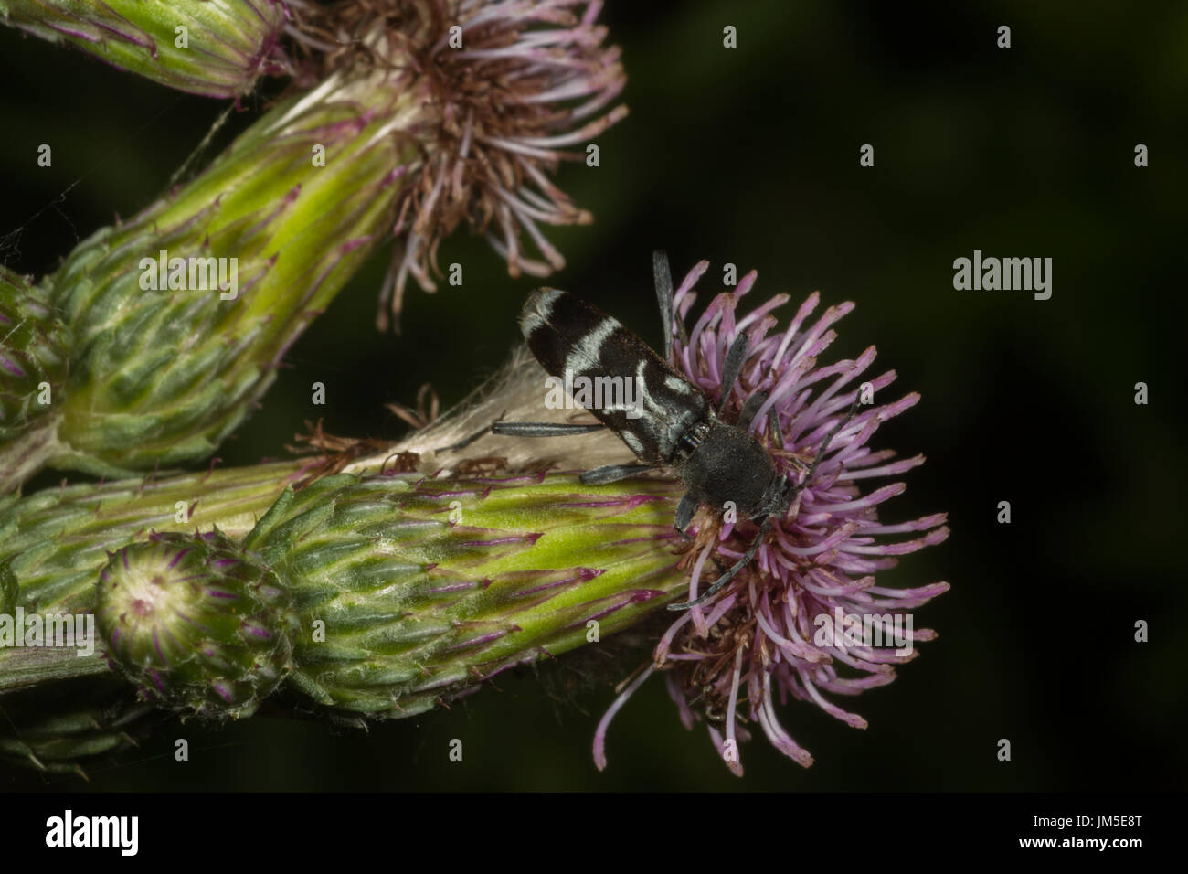 Beetle sul fiore di cardo. Italia settentrionale Foto Stock