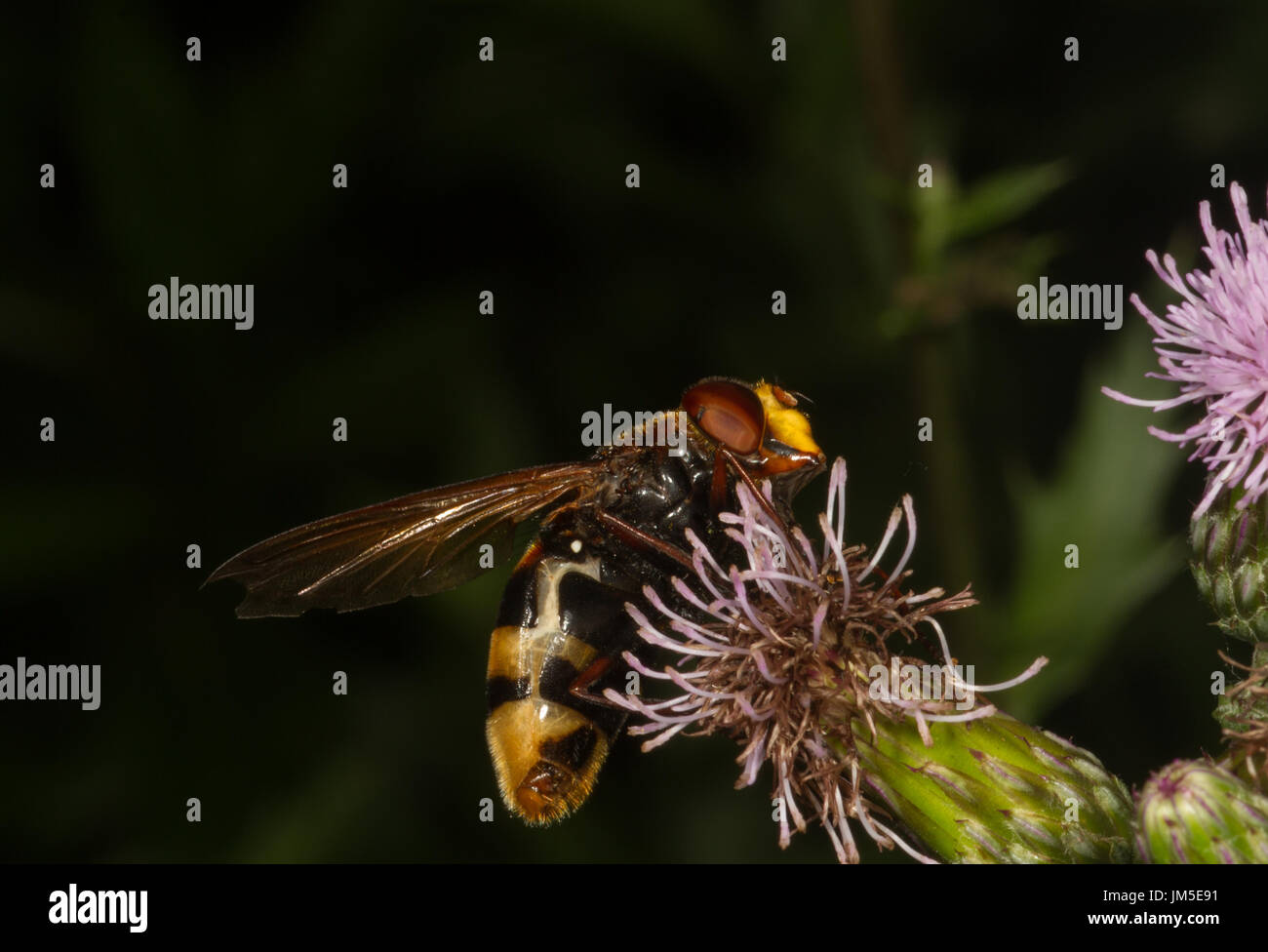 Grandi hoverfly su Thistle. Italia settentrionale Foto Stock
