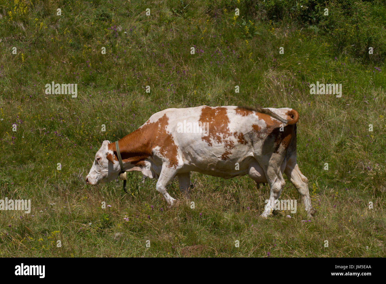 Mucca nel prato di montagna. Italia settentrionale Foto Stock