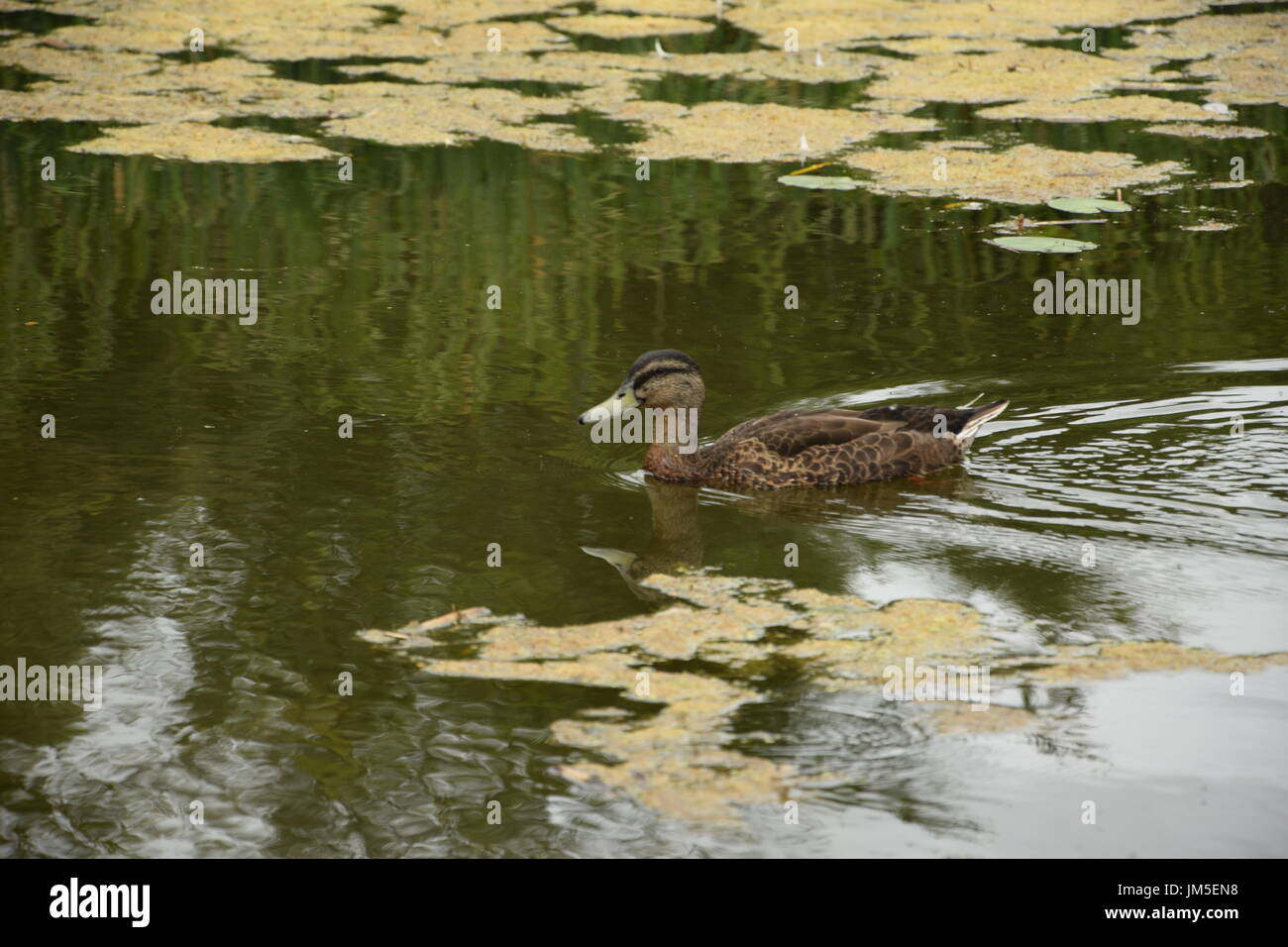 Femmina Mallard duck sul lago nel West Ireland Foto Stock