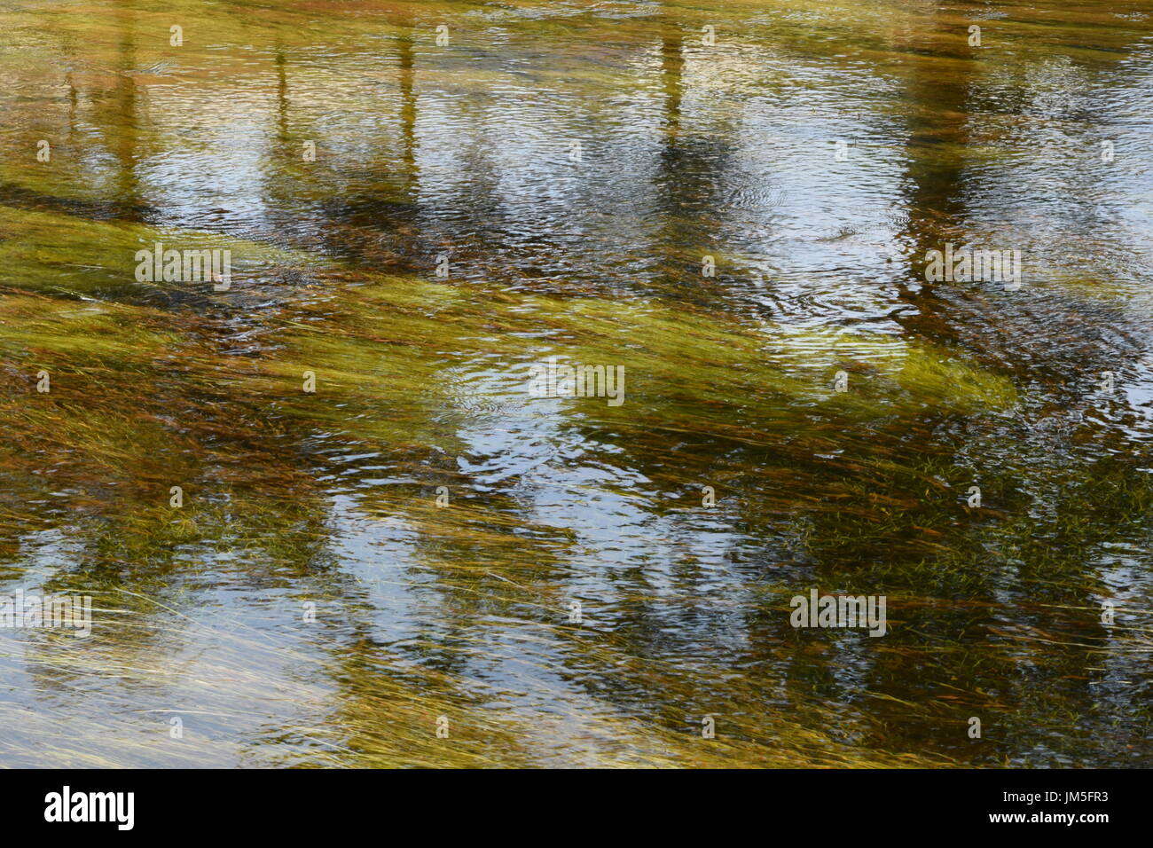 Le erbe infestanti in un fiume in Connemara, nella contea di Galway, Irlanda Foto Stock