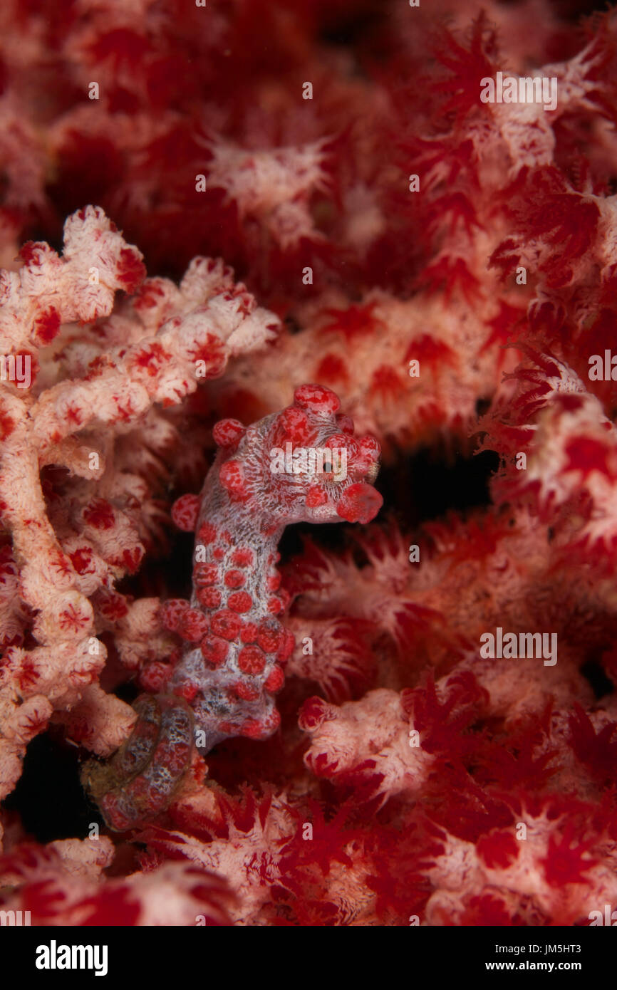 Muck diving, Lembeh Straits, Indonesia Foto Stock