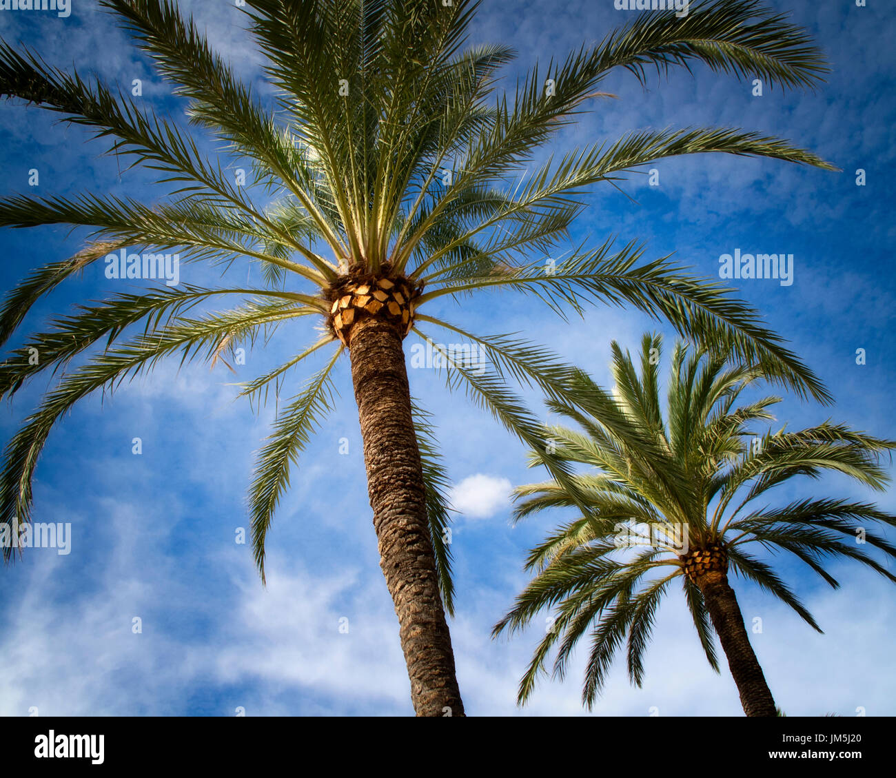 ES - MALLORCA: palme presso la spiaggia di Playa de Palma Foto Stock