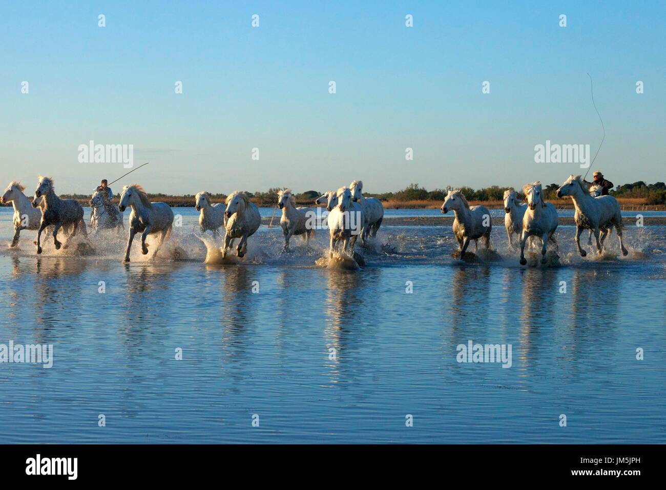 I cavalli bianchi Camarque, Francia Foto Stock