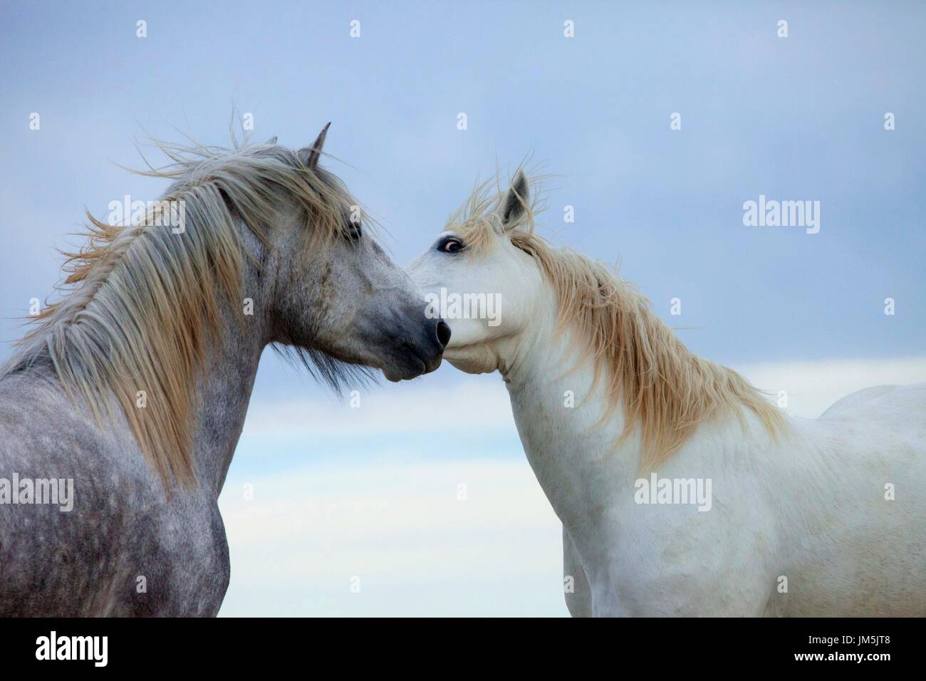 Cavalli bianchi, Camarque, Francia Foto Stock