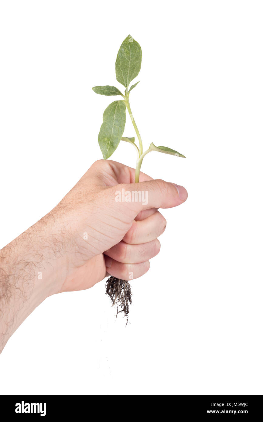 Uomo con una fresca giovani pianta verde in pugno con radici penzolante in seguito in un concettuale immagine ecologica su bianco Foto Stock