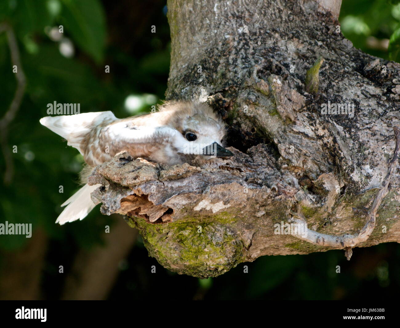 Baby Fairy Tern nel nido alla fine di un ramo di albero Foto Stock