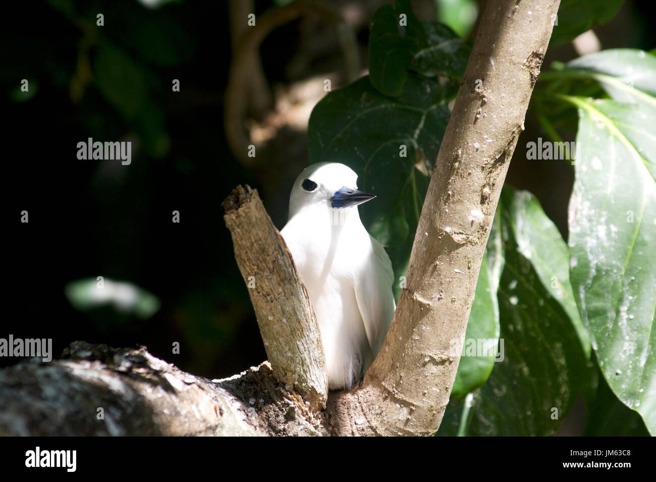 Fairy Tern arroccato nella struttura ad albero delle Seychelles Foto Stock