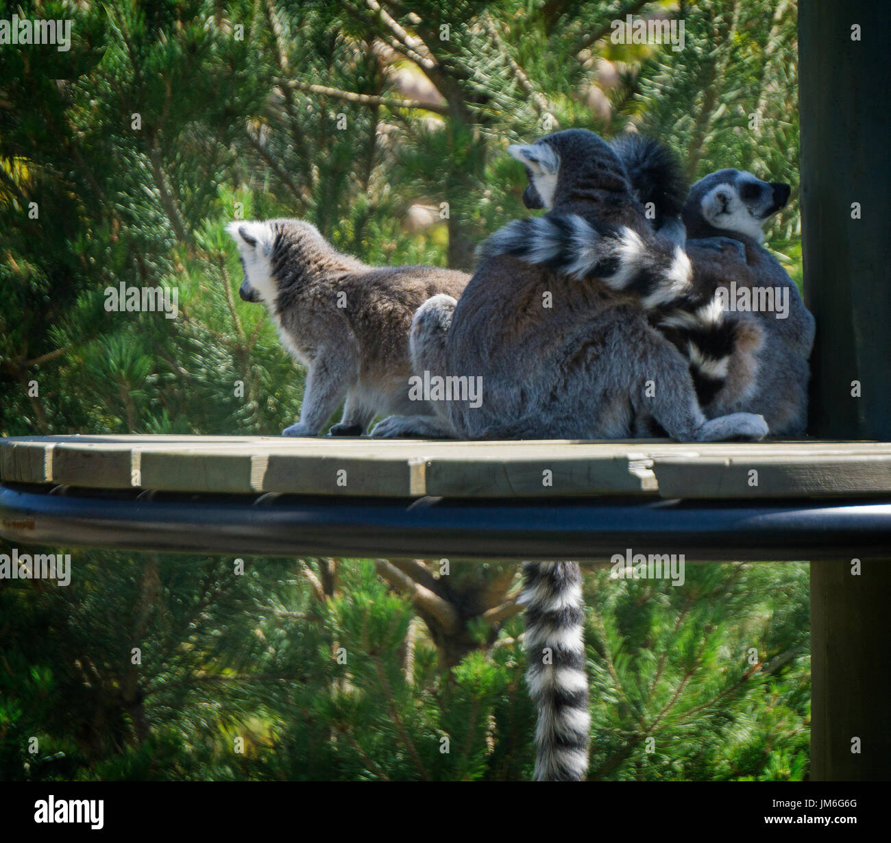 Lemuri allo zoo di Calgary Foto Stock