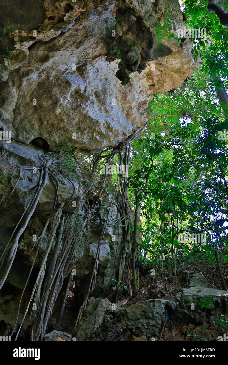 Grotte di pietra calcarea sono una delle attrazioni turistiche di Vale de Selencio - VINALES, CUBA Foto Stock