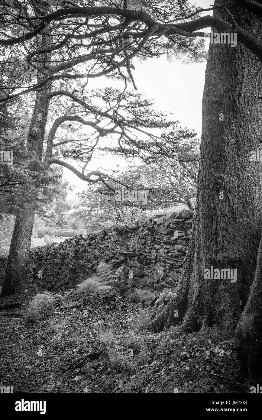 La fotografia in bianco e nero scenario di una campagna Farmland in Regno Unito. Foto Stock