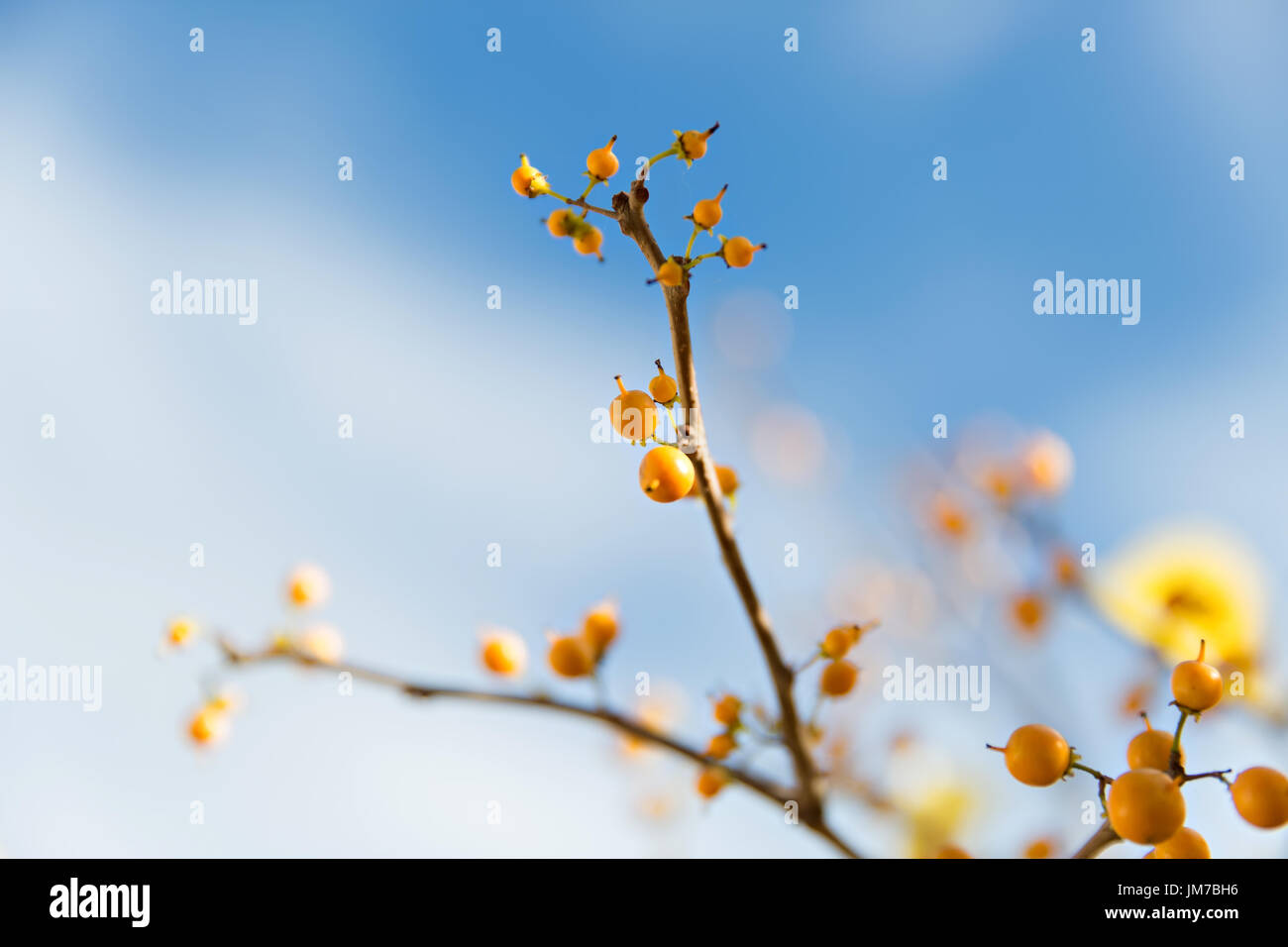 Foglie di giallo sul cielo blu sullo sfondo Foto Stock