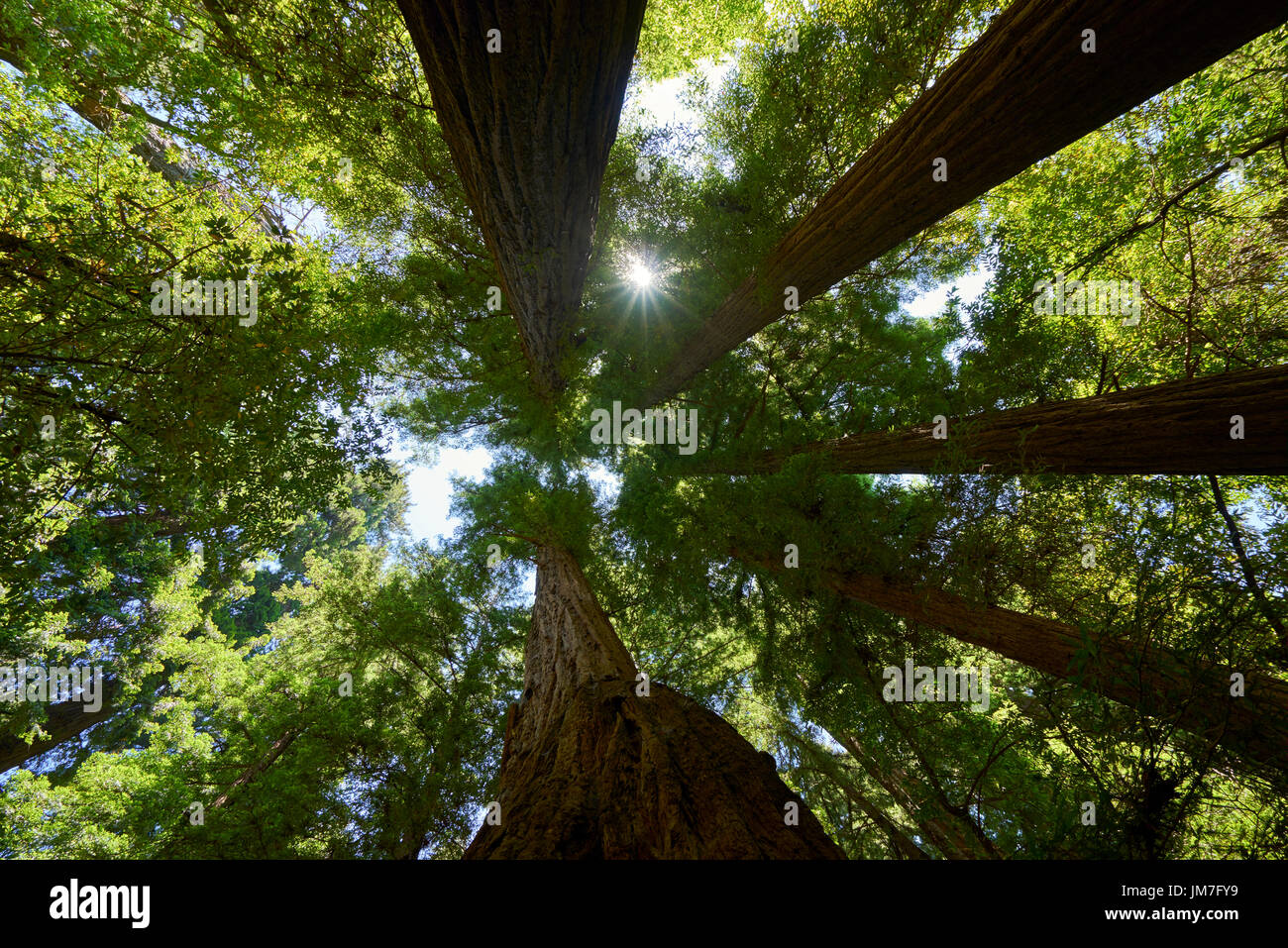 Ricerca di sun oltre l impennata degli alberi di sequoia Foto Stock