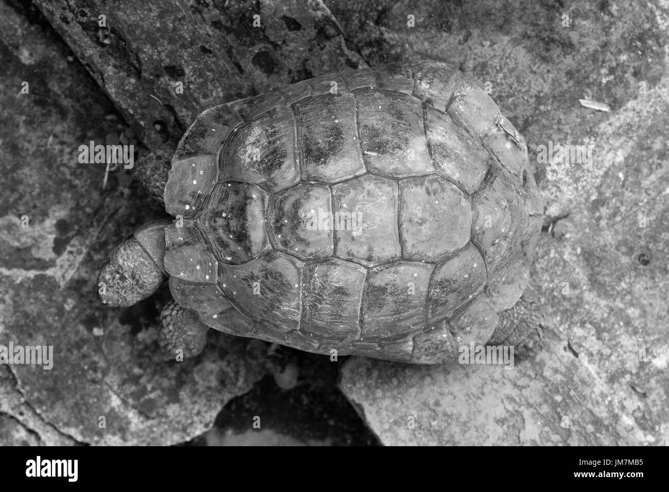 Tartaruga nel suo guscio il risveglio lentamente. Fotografato in bianco e nero. Foto Stock