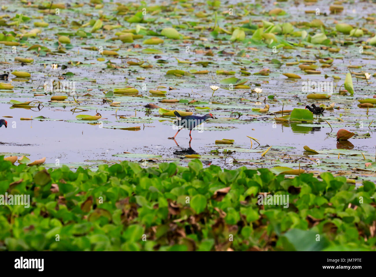 Purple Swamphen knwn anche come Kaim o Kalem, a Baikka Beel nel quartiere Moulvibazar in Bangladesh. Foto Stock