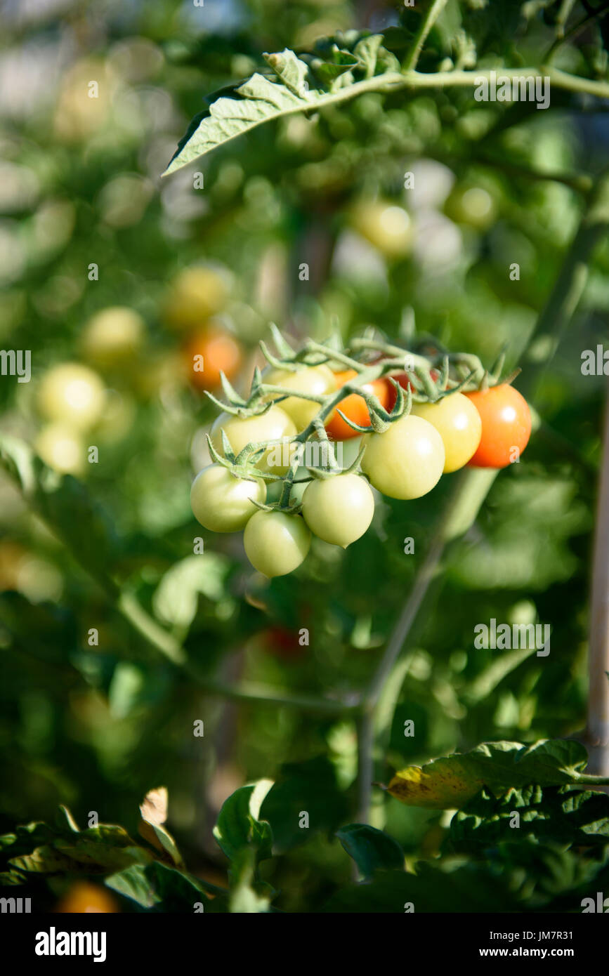 Extreme close up selettivo e focalizzato mazzetto di ciliegia frutti di pomodoro sulla pianta di diramazione in un orto Foto Stock