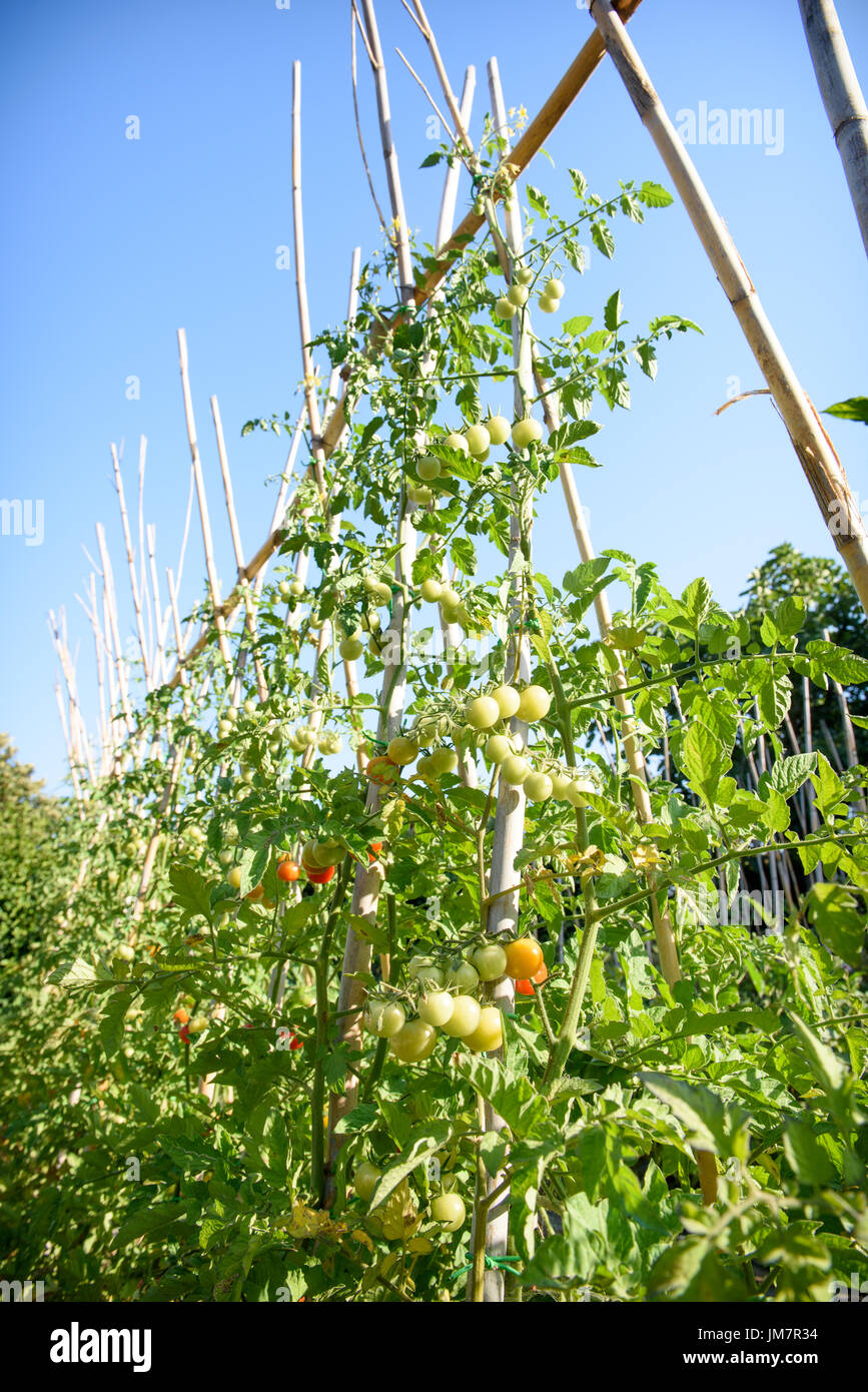Basso angolo di vista di ciliegia di piante di pomodoro e frutti rossi in un orto, cielo blu in background Foto Stock