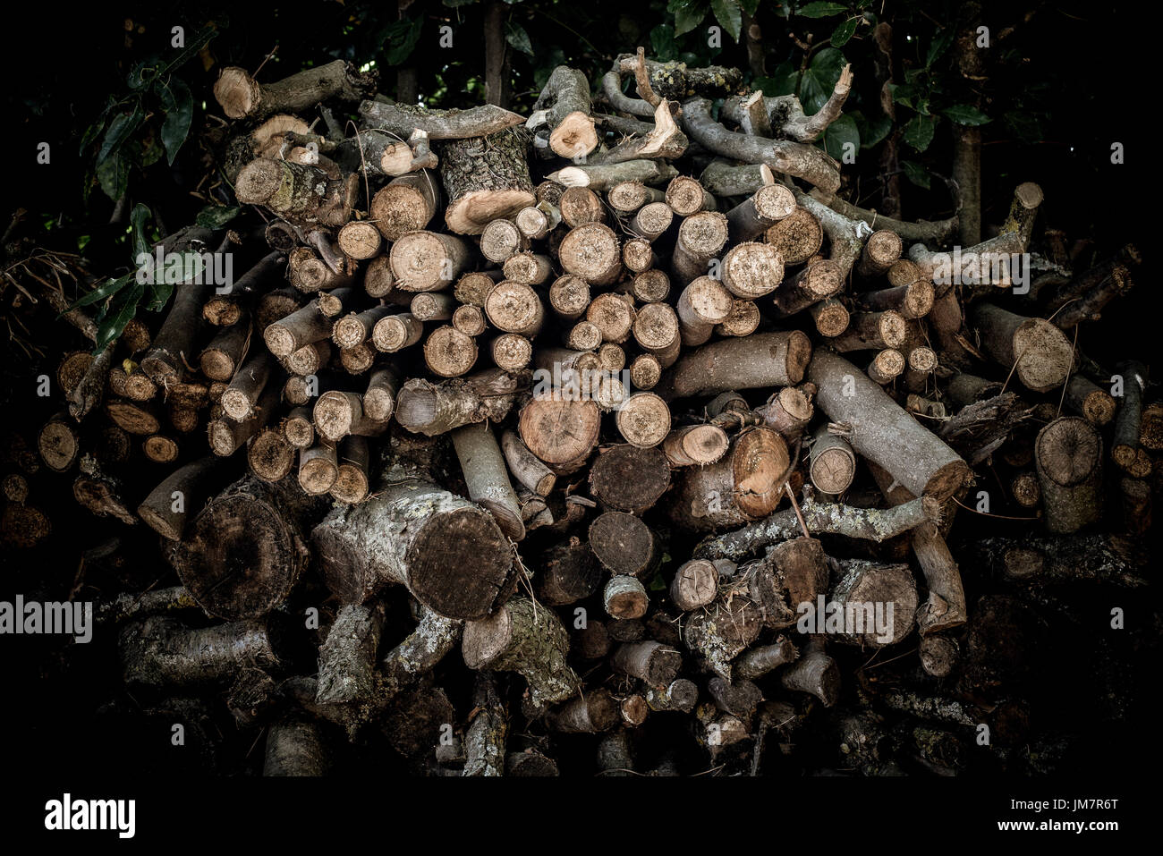 Pila di legna da ardere di grande albero immagini e fotografie