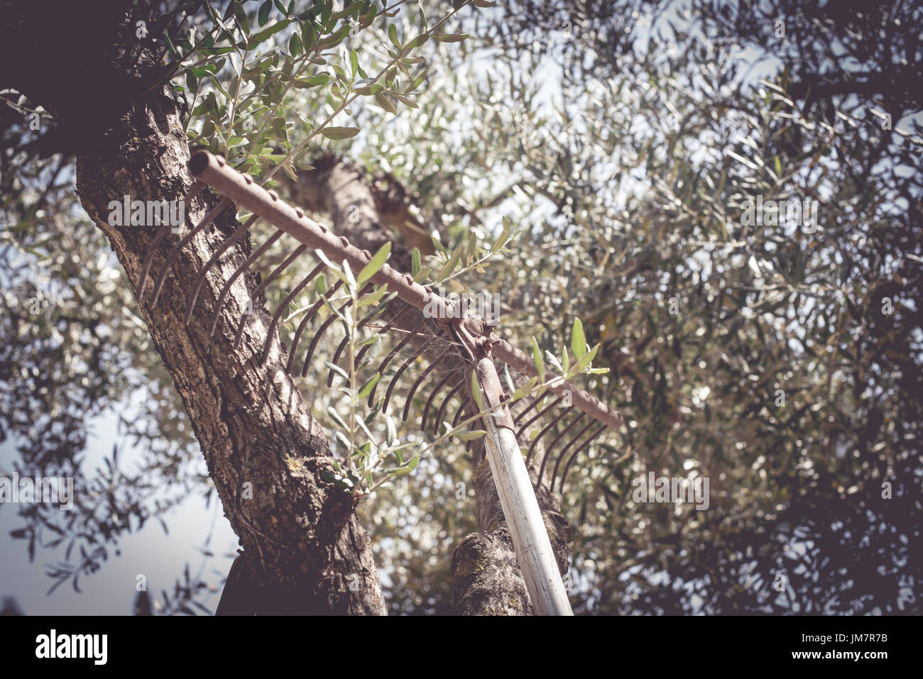 Concetto di passato i lavori agricoli, lavoro fisico, vecchio rastrello abbandonato su albero di olivo tronco Foto Stock